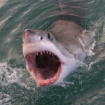 Open-mouthed shark emerging from the water, showing teeth.