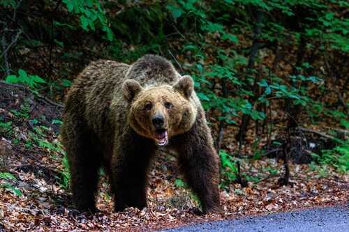 A brown bear standing on a forest path