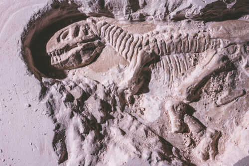 Dinosaur fossil embedded in rock