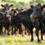 Black cows grazing in a grassy field