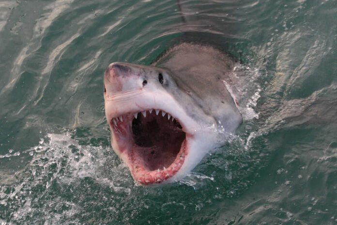 Open-mouthed shark emerging from the water, showing teeth.