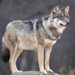 A wolf standing on a rock in a natural setting