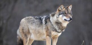 A wolf standing on a rock in a natural setting