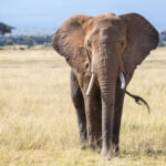 A solitary African elephant standing in a grassy field