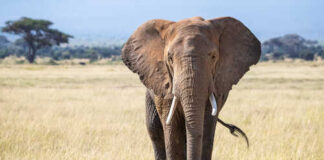 A solitary African elephant standing in a grassy field