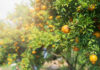Close-up of an orange tree with ripe oranges
