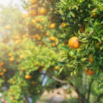Close-up of an orange tree with ripe oranges