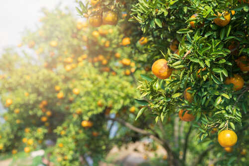Close-up of an orange tree with ripe oranges