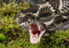A snake with its mouth open, displaying its fangs