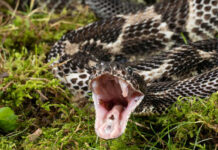 A snake with its mouth open, displaying its fangs