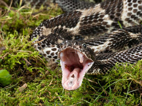 A snake with its mouth open, displaying its fangs