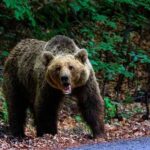 A grizzly bear standing on a forest path