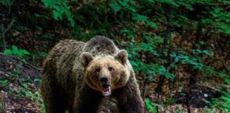 A grizzly bear standing on a forest path