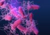 Illustration of bacteria with long flagella against a colorful background