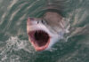 Shark Horror: Spearfisher’s Fatal Dive Open-mouthed shark emerging from the water, showing teeth.