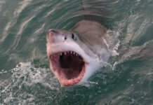 Open-mouthed shark emerging from the water, showing teeth.