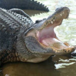 Alligator