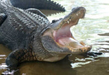 Alligator