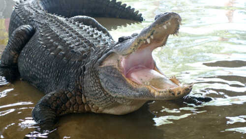 Alligator