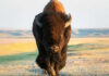 Bison walking in open grassland during day