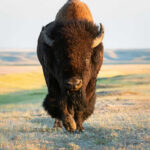 Bison walking in open grassland during day