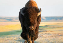 Bison walking in open grassland during day