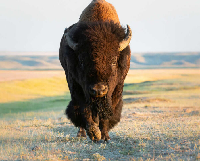 Bison walking in open grassland during day