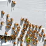 Bees gathering on a white wooden surface