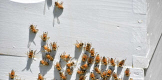 Bees gathering on a white wooden surface