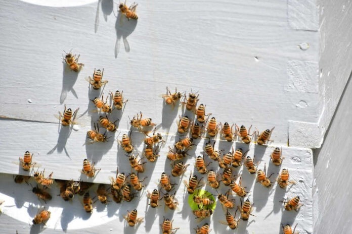 Bees gathering on a white wooden surface