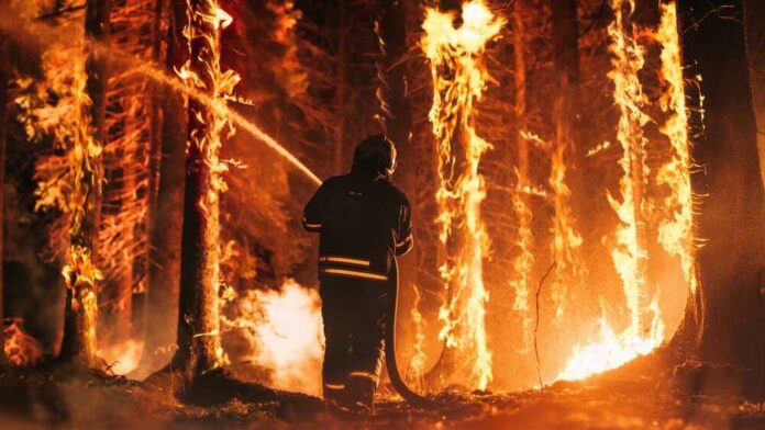Experienced,Firefighter,Extinguishing,A,Wildland,Fire,Deep,In,The,Woods. Firefighter battling a raging forest wildfire at night