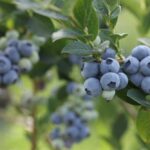 Tainted Blueberries Trigger Scary Recall