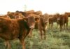 Beef Crunch Deepens – New Details A group of brown cattle in a grassy field during sunset