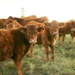 Beef Crunch Deepens – New Details A group of brown cattle in a grassy field during sunset