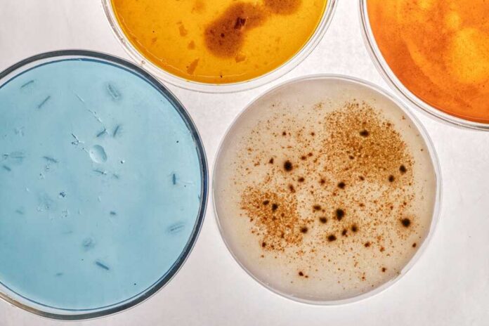 Overhead,View,Showing,Four,Petri,Dishes,Containing,Different,Colored,Agar Three open oysters on a dark wooden surface