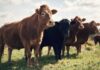 Cows standing in a grassy pasture