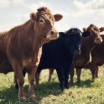 Cows standing in a grassy pasture
