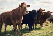 Cows standing in a grassy pasture