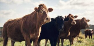 Cows standing in a grassy pasture
