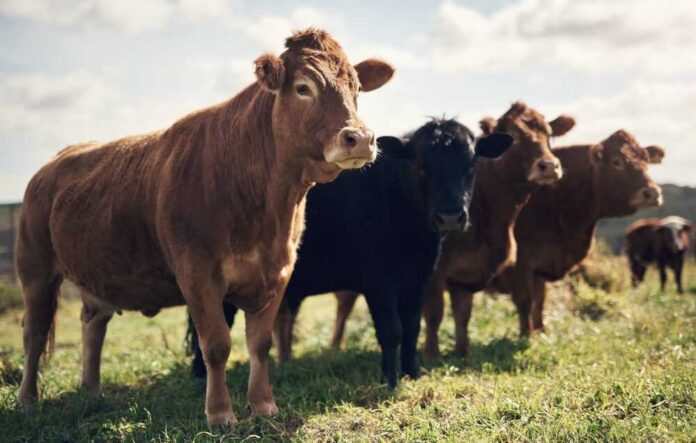 Cows standing in a grassy pasture