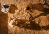 VIDEO: Noah’s Ark Hunt Escalates Two individuals excavating fossils at an archaeological site