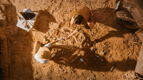Top-down,View:,Two,Great,Paleontologists,Cleaning,Newly,Discovered,Dinosaur,Skeleton. Two individuals excavating fossils at an archaeological site
