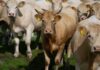 Import Shock Hammers American Ranchers Horned tan cow stands among a herd in a grassy pasture