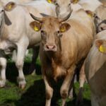 Import Shock Hammers American Ranchers Horned tan cow stands among a herd in a grassy pasture